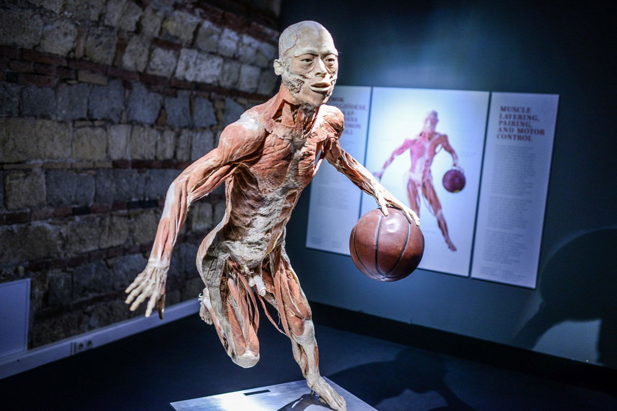 Body kiállítás